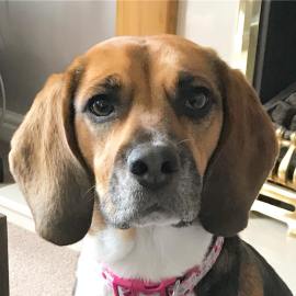 39020739_250778318899335_5692707502756462592_n(1)