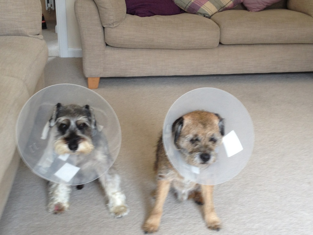 The cone brothers